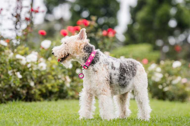 Médaille chien Red Dingo "01-DA-HP-ME" à graver, motif fleur rose sur fond violet, portée par un Fox-Terrier dans un jardin fleuri.