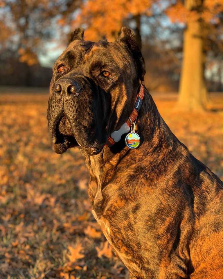 Médaille pour chien à personnaliser Red Dingo "01-MT-LB" avec motif paysage de montagne, portée par un Cane Corso bringé, dans un décor automnal.
